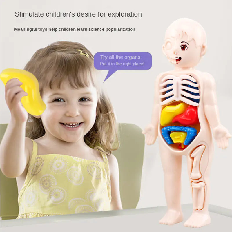Children DIY Human Organ Model Educational Toy for Human Organ Structure Model.
