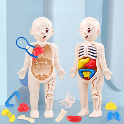 Children DIY Human Organ Model Educational Toy for Human Organ Structure Model.