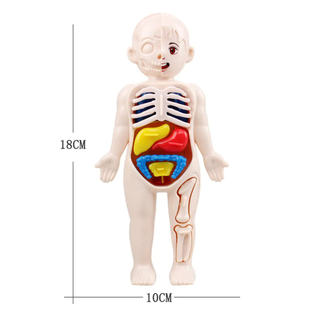 Children DIY Human Organ Model Educational Toy for Human Organ Structure Model.
