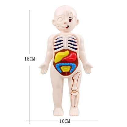 Children DIY Human Organ Model Educational Toy for Human Organ Structure Model.