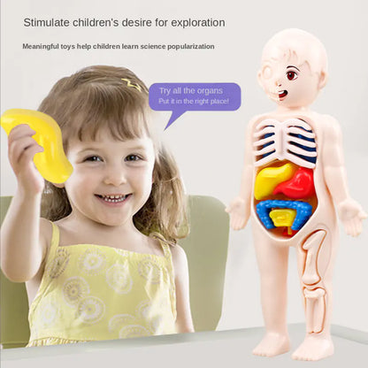 Children DIY Human Organ Model Educational Toy for Human Organ Structure Model.