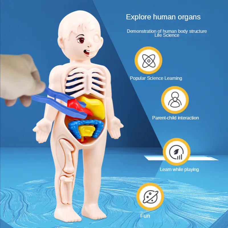 Children DIY Human Organ Model Educational Toy for Human Organ Structure Model.