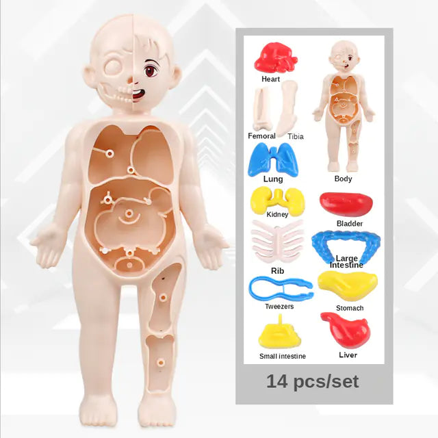 Children DIY Human Organ Model Educational Toy for Human Organ Structure Model.