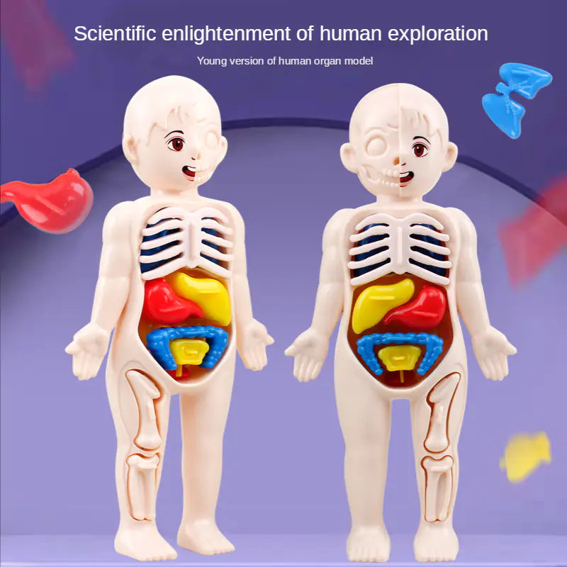 Children DIY Human Organ Model Educational Toy for Human Organ Structure Model.